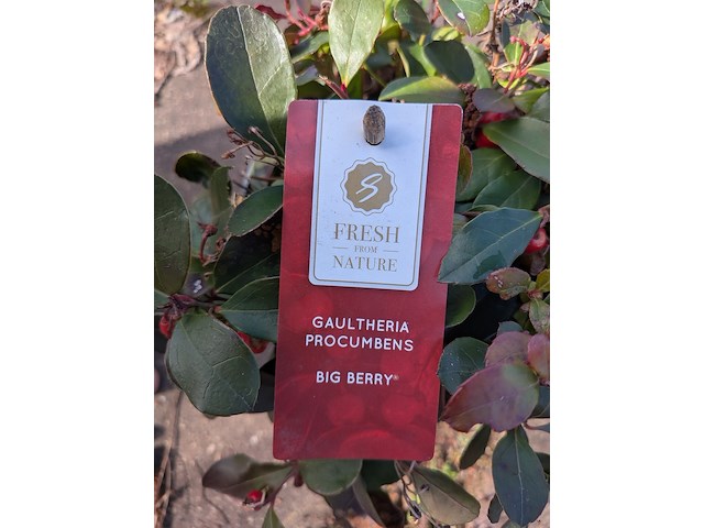 Partij planten en bomen in pot - afbeelding 52 van  76