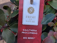 Partij planten en bomen in pot - afbeelding 52 van  76