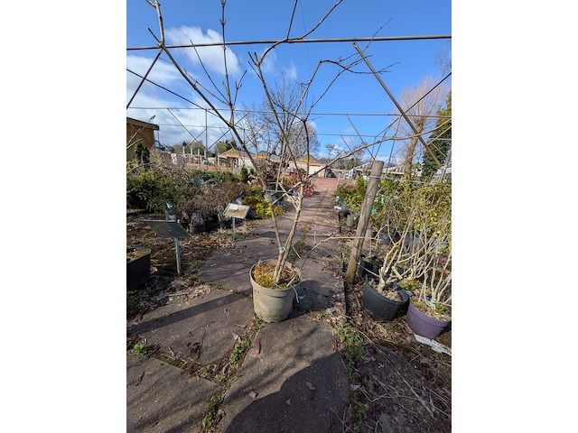 Partij planten en bomen in pot - afbeelding 53 van  76