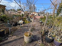 Partij planten en bomen in pot - afbeelding 53 van  76