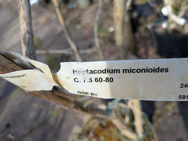 Partij planten en bomen in pot - afbeelding 54 van  76