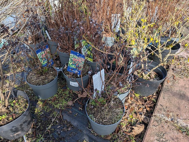 Partij planten en bomen in pot - afbeelding 55 van  76
