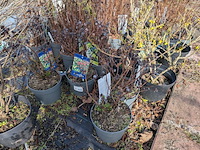 Partij planten en bomen in pot - afbeelding 55 van  76