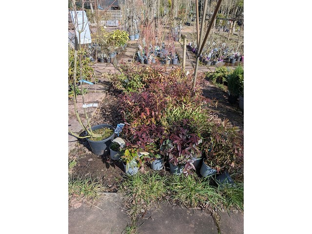 Partij planten en bomen in pot - afbeelding 45 van  76