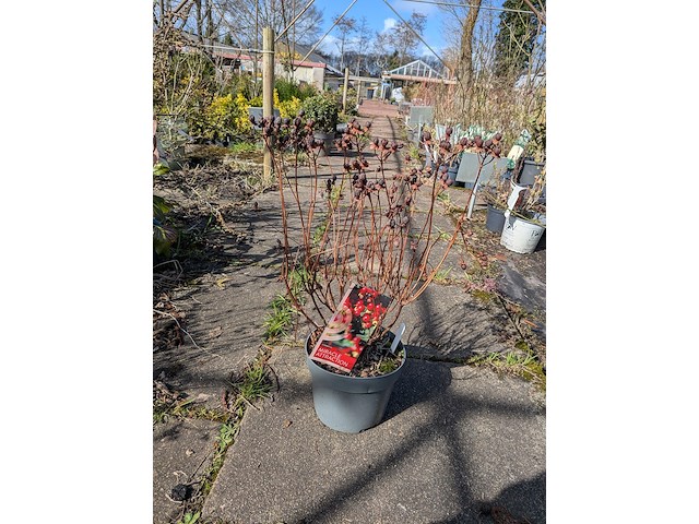 Partij planten en bomen in pot - afbeelding 58 van  76