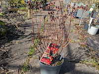 Partij planten en bomen in pot - afbeelding 58 van  76