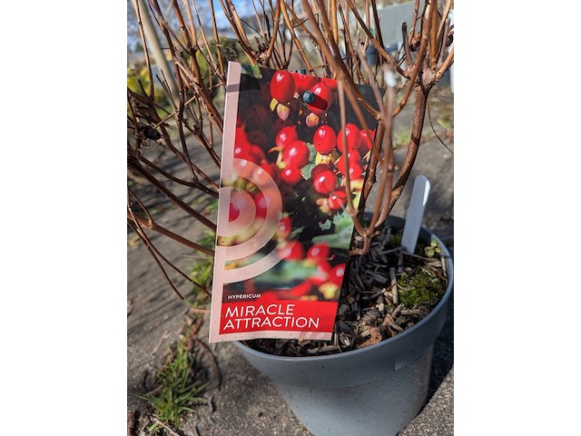 Partij planten en bomen in pot - afbeelding 59 van  76