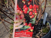 Partij planten en bomen in pot - afbeelding 59 van  76