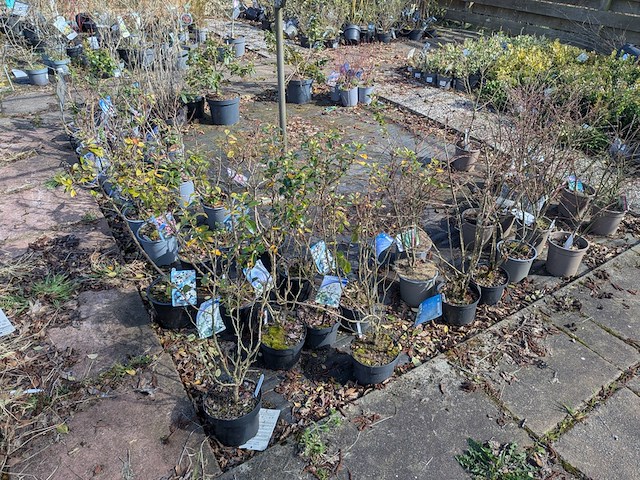 Partij planten en bomen in pot - afbeelding 60 van  76