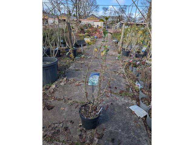 Partij planten en bomen in pot - afbeelding 61 van  76