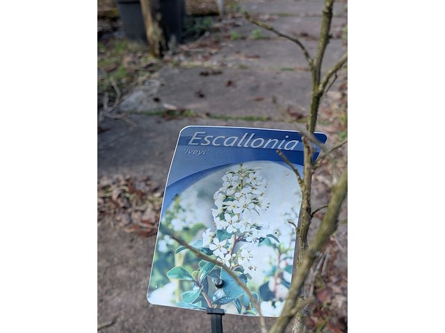 Partij planten en bomen in pot - afbeelding 62 van  76