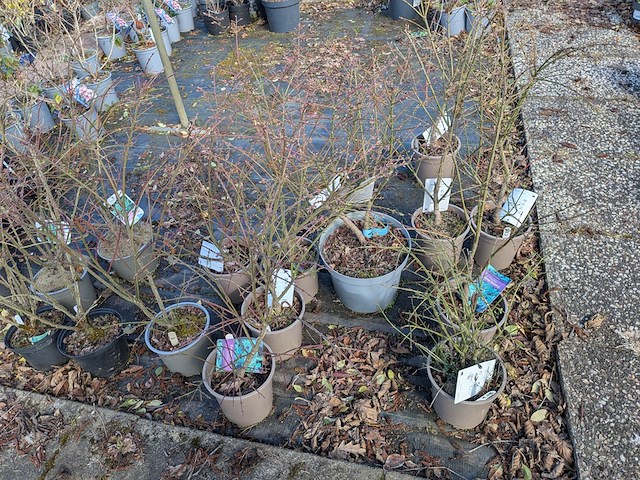 Partij planten en bomen in pot - afbeelding 63 van  76