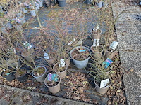 Partij planten en bomen in pot - afbeelding 63 van  76