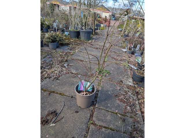 Partij planten en bomen in pot - afbeelding 64 van  76