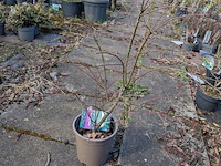 Partij planten en bomen in pot - afbeelding 64 van  76