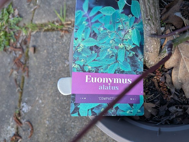 Partij planten en bomen in pot - afbeelding 65 van  76