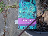 Partij planten en bomen in pot - afbeelding 65 van  76