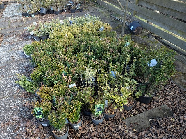 Partij planten en bomen in pot - afbeelding 66 van  76