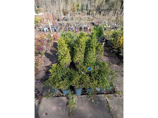 Partij planten en bomen in pot - afbeelding 56 van  76