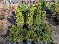 Partij planten en bomen in pot - afbeelding 56 van  76