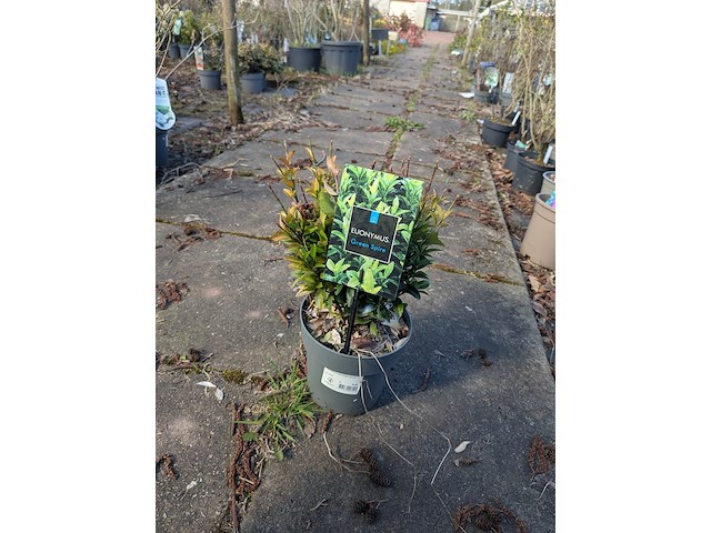 Partij planten en bomen in pot - afbeelding 68 van  76