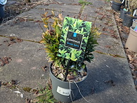 Partij planten en bomen in pot - afbeelding 68 van  76