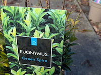 Partij planten en bomen in pot - afbeelding 69 van  76