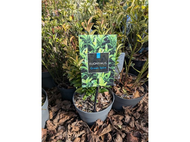 Partij planten en bomen in pot - afbeelding 70 van  76