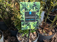 Partij planten en bomen in pot - afbeelding 70 van  76