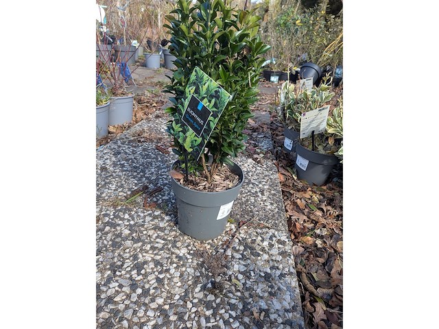 Partij planten en bomen in pot - afbeelding 71 van  76