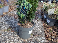 Partij planten en bomen in pot - afbeelding 71 van  76