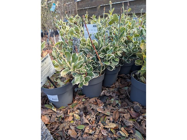 Partij planten en bomen in pot - afbeelding 72 van  76