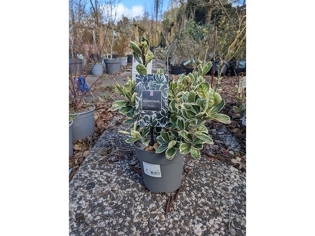 Partij planten en bomen in pot - afbeelding 73 van  76