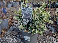 Partij planten en bomen in pot - afbeelding 73 van  76