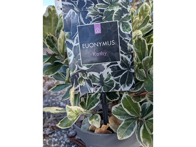 Partij planten en bomen in pot - afbeelding 74 van  76