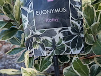 Partij planten en bomen in pot - afbeelding 74 van  76