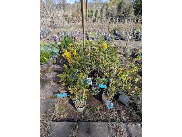 Partij planten en bomen in pot - afbeelding 67 van  76