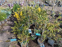 Partij planten en bomen in pot - afbeelding 67 van  76