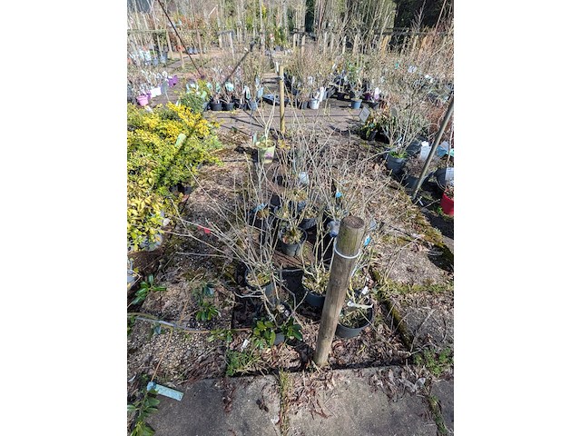 Partij planten en bomen in pot - afbeelding 75 van  76