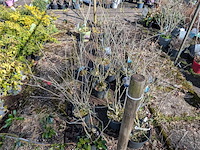 Partij planten en bomen in pot - afbeelding 75 van  76