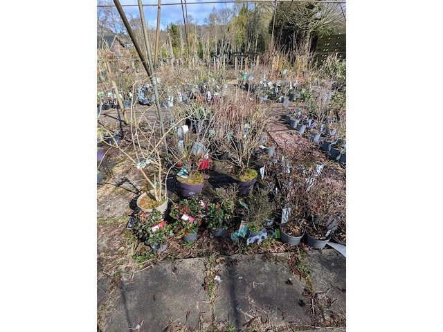 Partij planten en bomen in pot - afbeelding 76 van  76