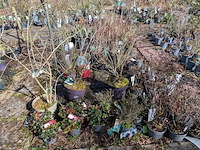 Partij planten en bomen in pot - afbeelding 76 van  76