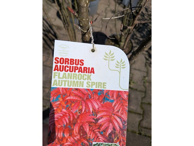 Partij planten en bomen in pot - afbeelding 2 van  21