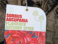 Partij planten en bomen in pot - afbeelding 2 van  21