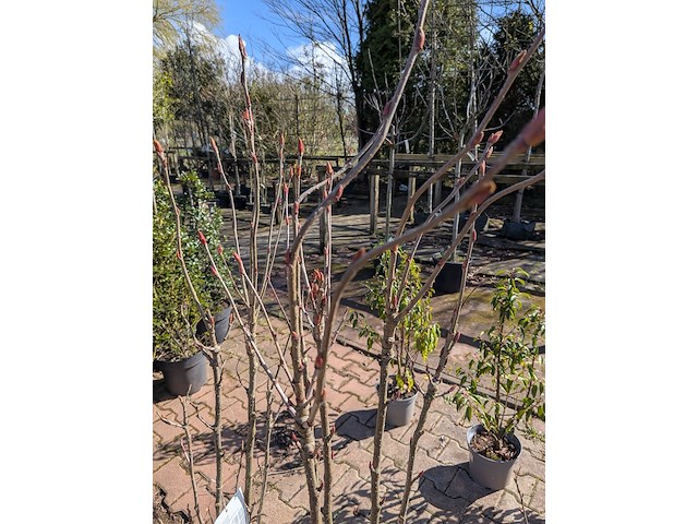 Partij planten en bomen in pot - afbeelding 3 van  21