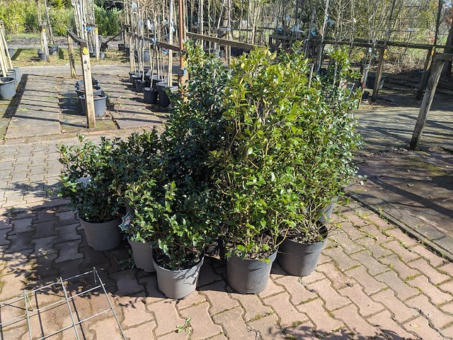 Partij planten en bomen in pot - afbeelding 4 van  21