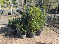 Partij planten en bomen in pot - afbeelding 4 van  21