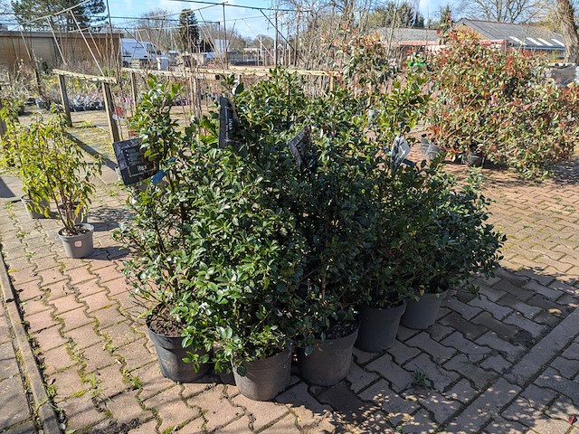 Partij planten en bomen in pot - afbeelding 5 van  21