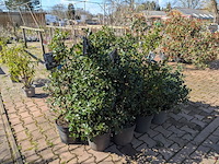 Partij planten en bomen in pot - afbeelding 5 van  21