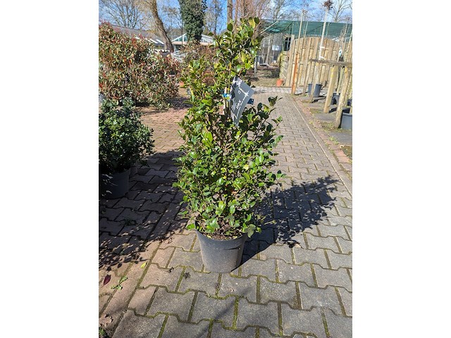 Partij planten en bomen in pot - afbeelding 6 van  21